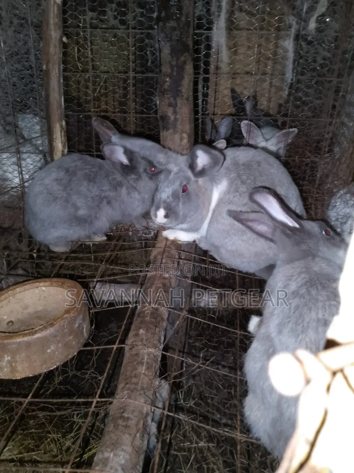 Giant Chinchilla Rabbit Pairs for Breeding - Mature
