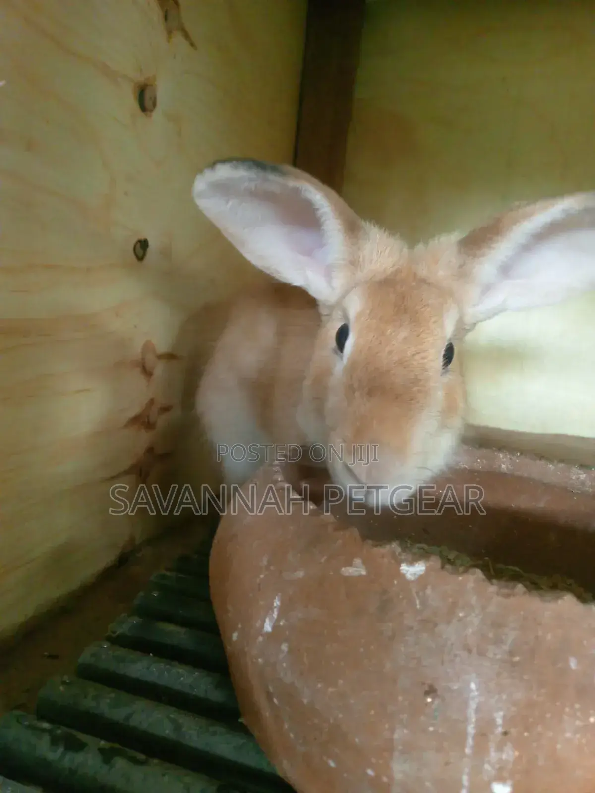Palomino and Flemish Giant Male and Female Breeders - Paired