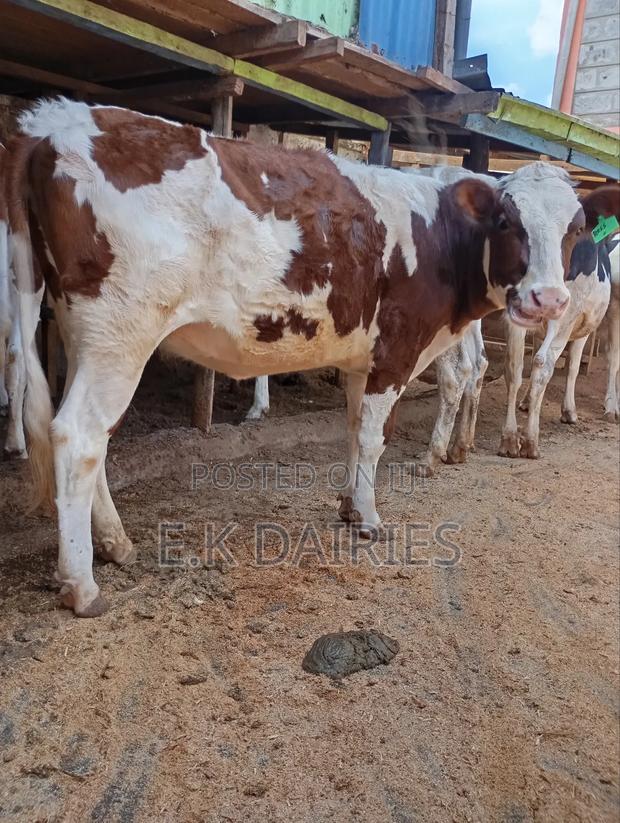Perdigree Ashyire Bulling Heifer - main view