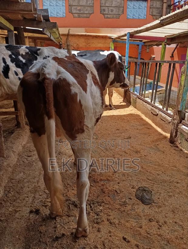 Perdigree Ashyire Bulling Heifer - thumbnail 3