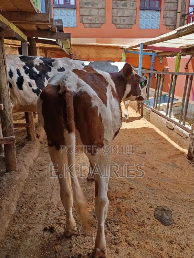 Perdigree Ashyire Bulling Heifer - thumbnail 4