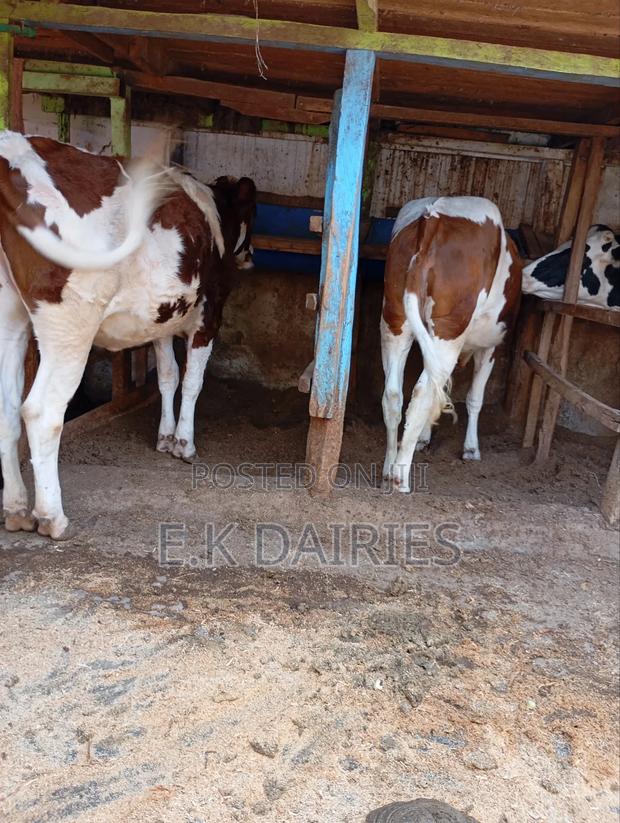 Perdigree Ashyire Bulling Heifer - thumbnail 5