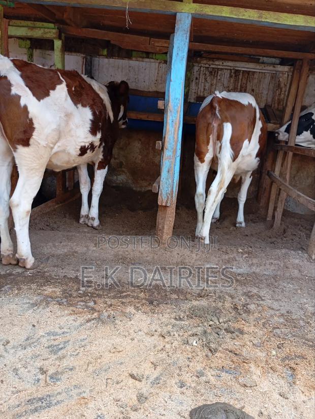 Perdigree Ashyire Bulling Heifer - thumbnail 6