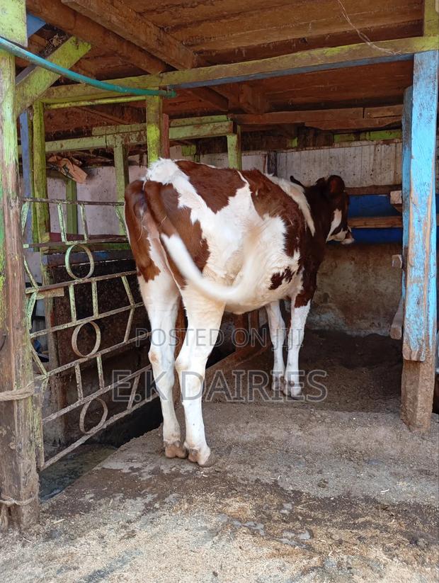 Perdigree Ashyire Bulling Heifer - thumbnail 7