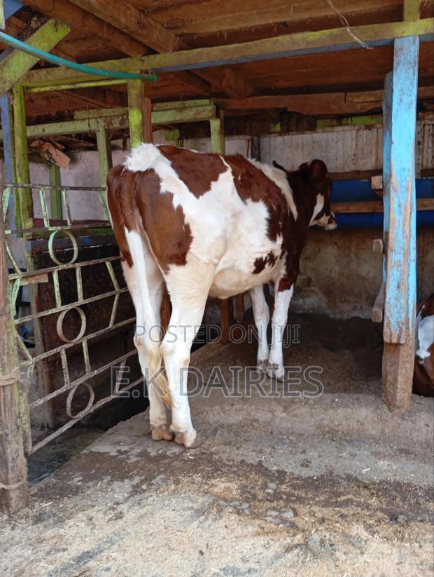 Perdigree Ashyire Bulling Heifer - thumbnail 8