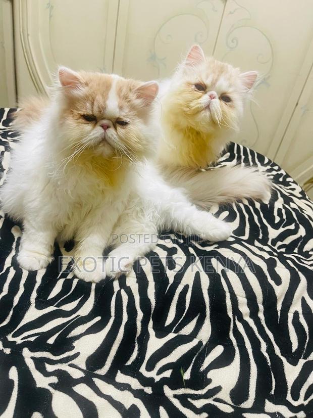 1-3 months Male Purebred Persian