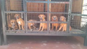 1-3 months Male Purebred Boerboel