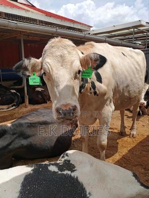 Perdigree Holstien 6.5 Months Incalf Heifer - thumbnail 2