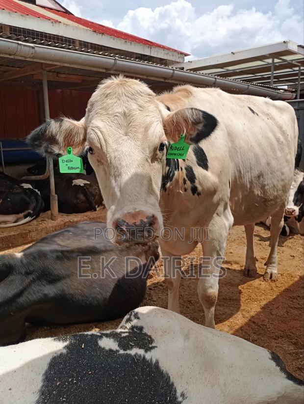 Perdigree Holstien 6.5 Months Incalf Heifer - main view