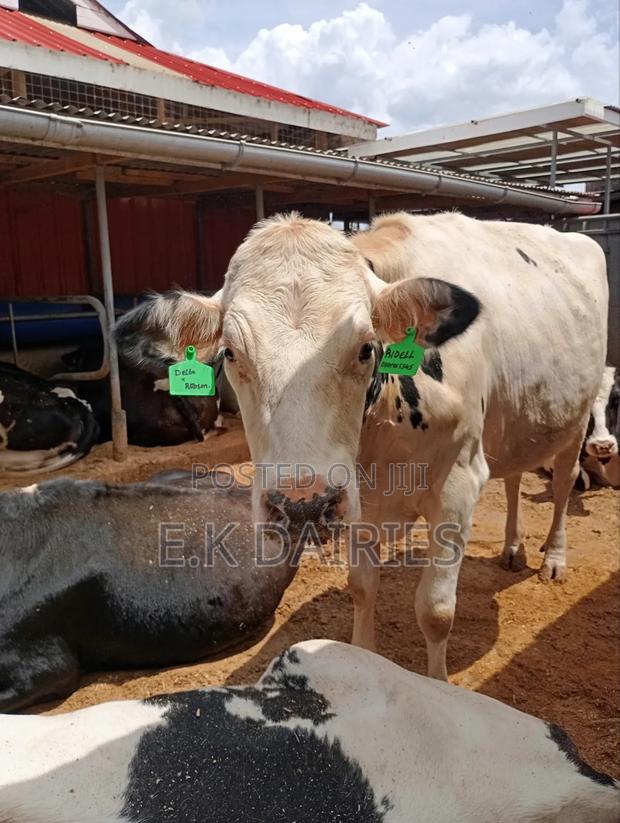 Perdigree Holstien 6.5 Months Incalf Heifer - thumbnail 3