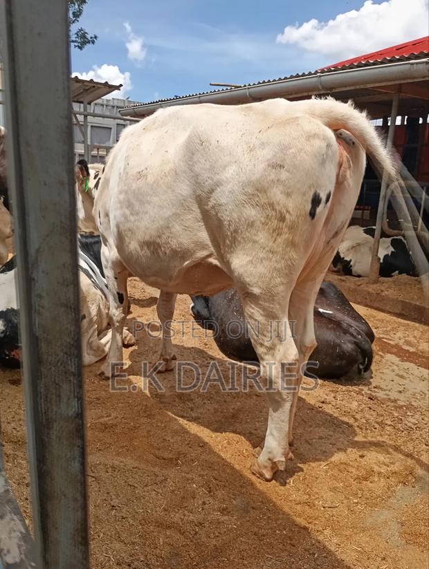 Perdigree Holstien 6.5 Months Incalf Heifer - thumbnail 4