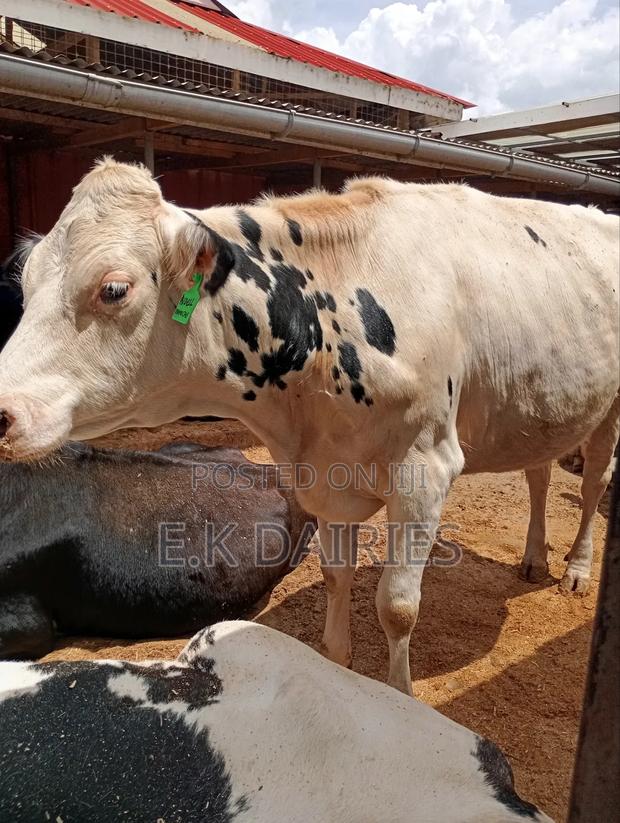 Perdigree Holstien 6.5 Months Incalf Heifer - thumbnail 5