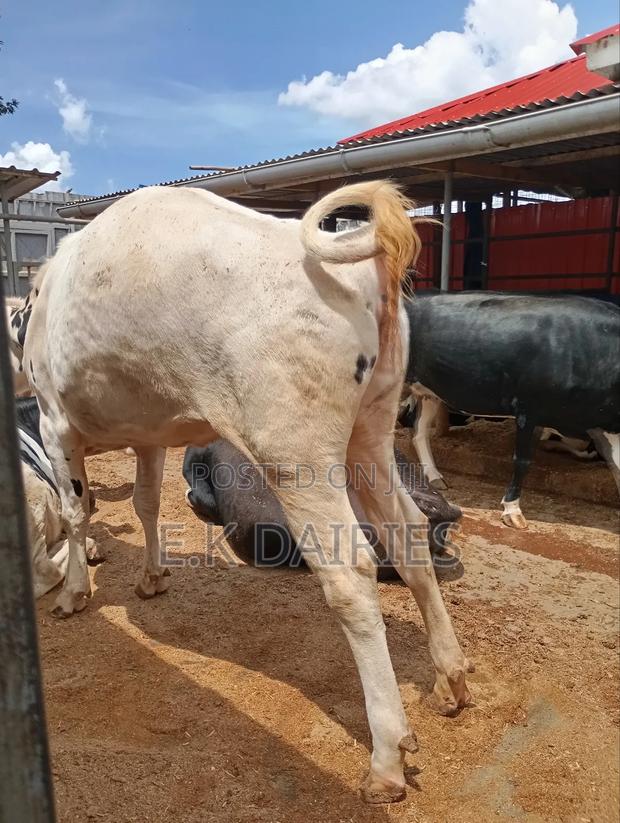 Perdigree Holstien 6.5 Months Incalf Heifer - thumbnail 6