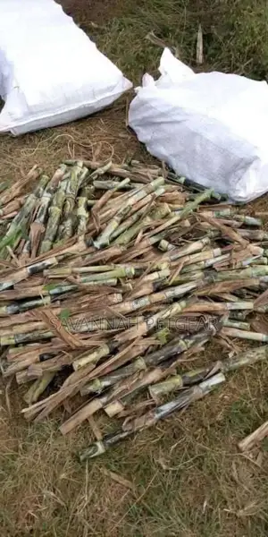 Juncao Napier Cuttings for Planting - 1000 Cuttings
