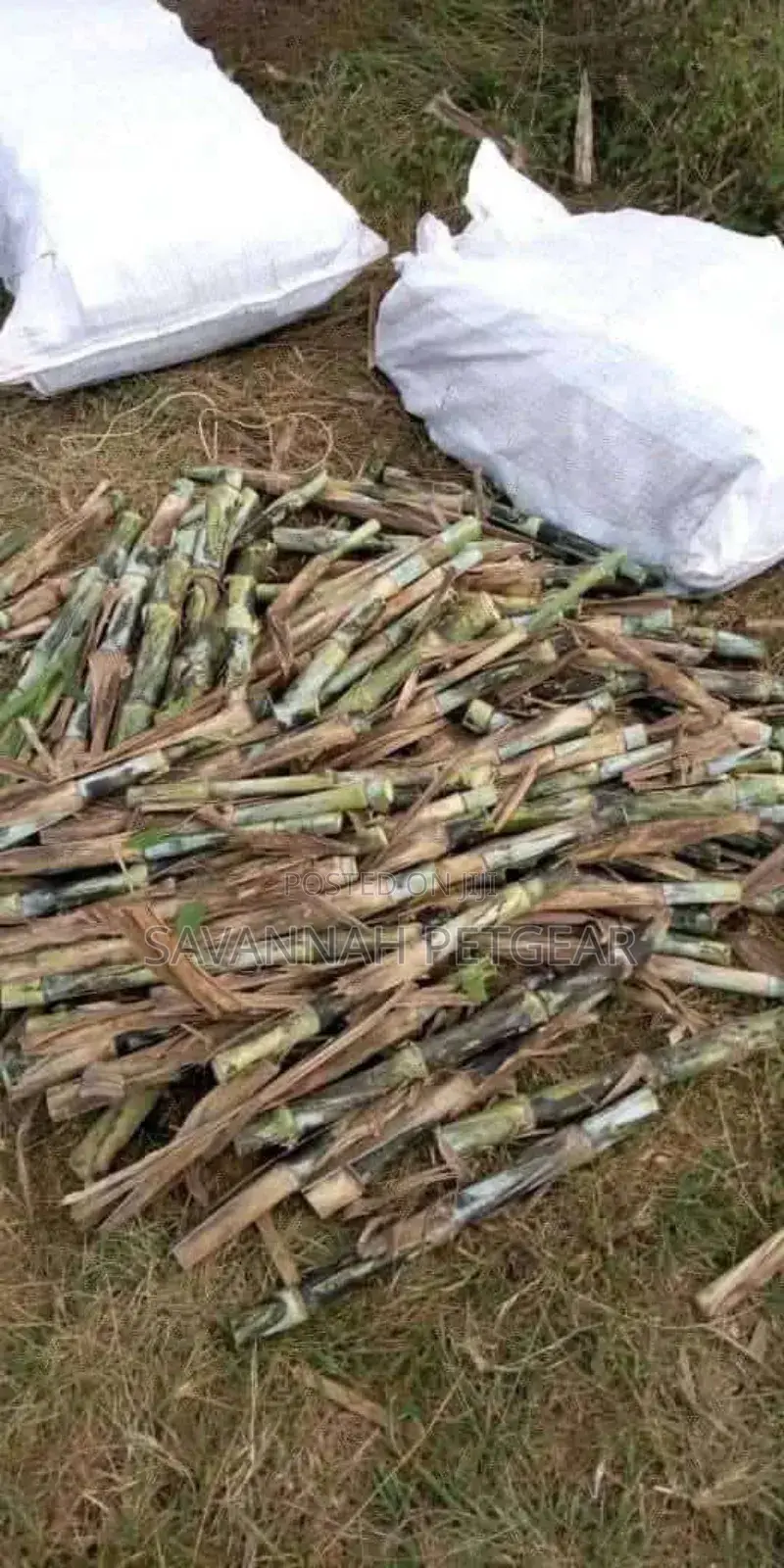Juncao Napier Cuttings for Planting - 1000 Cuttings
