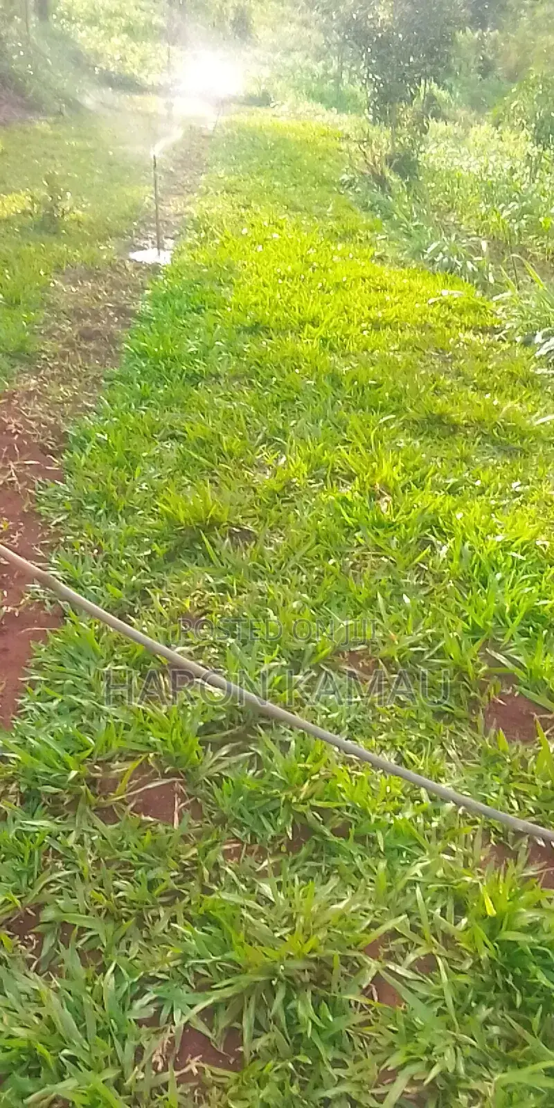 Pemba Grass /Arabic Grass