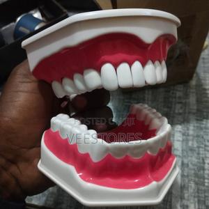 Dental Model - thumbnail 2