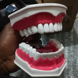 Dental Model
