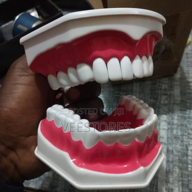 Dental Model - main view