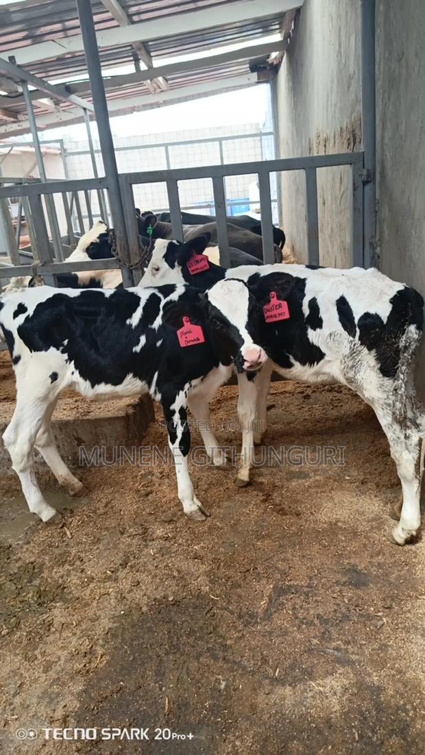 Two Calves - main view