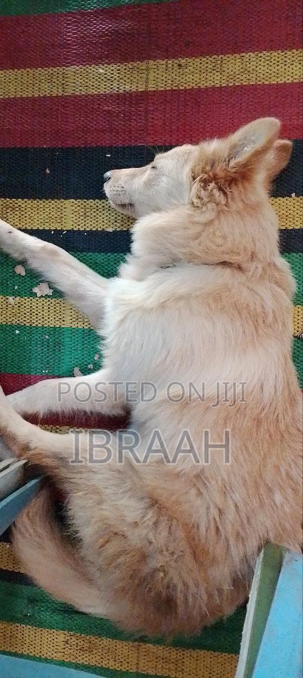 3-6 months Male Mixed Breed Golden Retriever