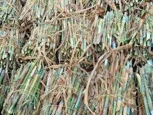 Pakchong Super Napier Cuttings - 1500 Cuttings/Pieces