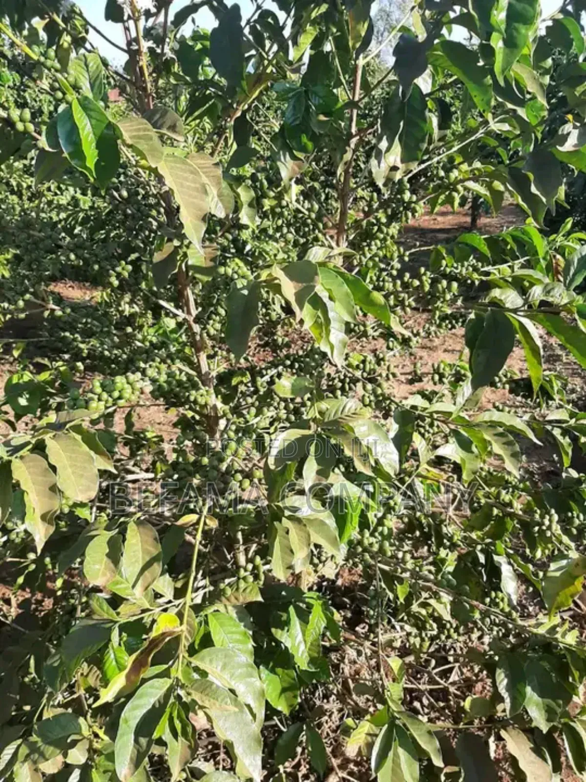 475 Acres Prime Land for Sale in Thika/Del Monte
