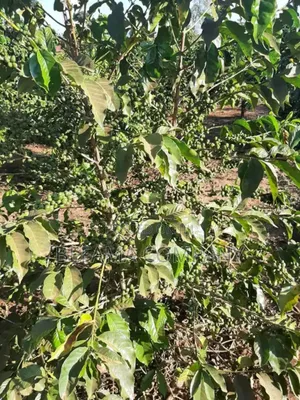 475 Acres Prime Land for Sale in Thika/Del Monte