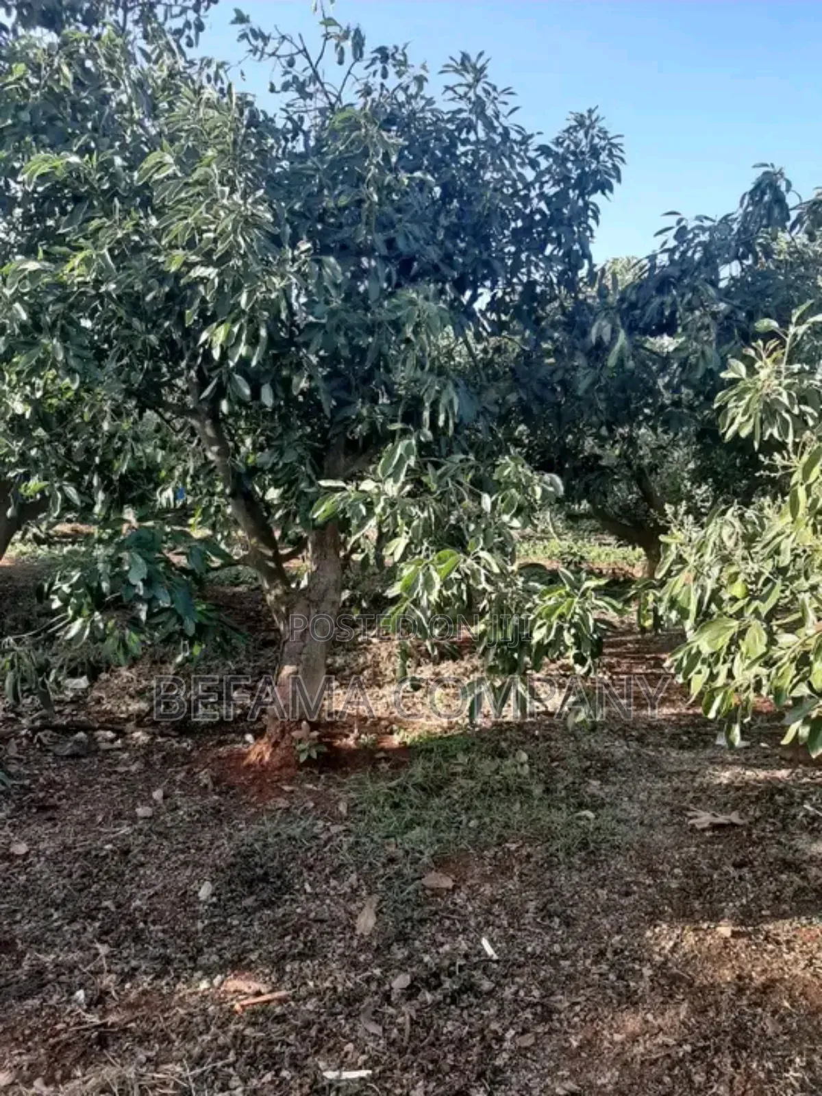 475 Acres Prime Land for Sale in Thika/Del Monte