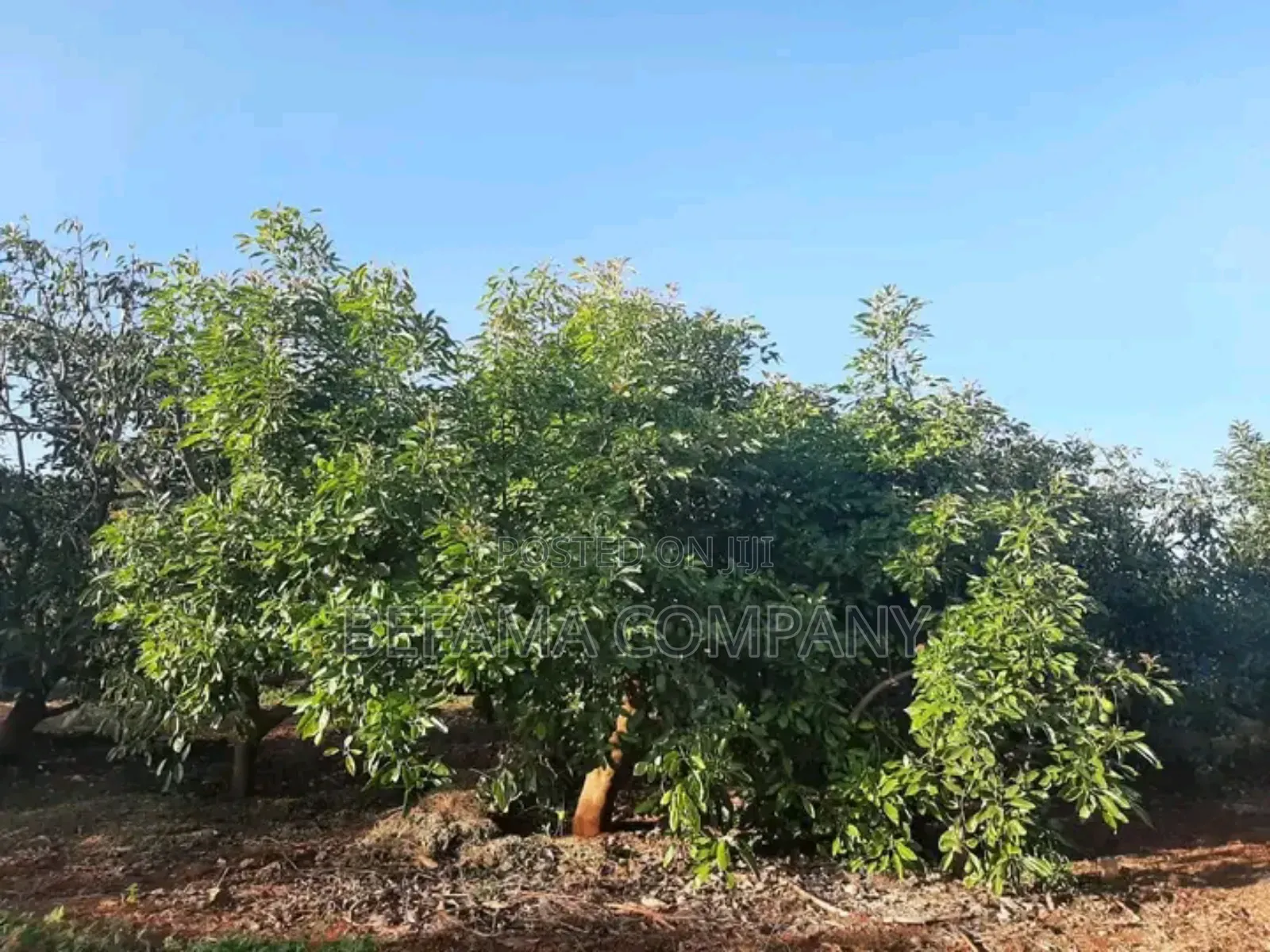475 Acres Prime Land for Sale in Thika/Del Monte
