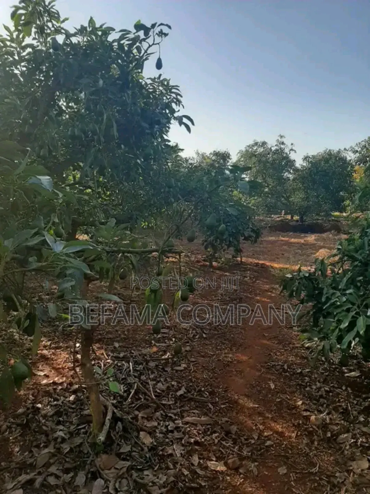 475 Acres Prime Land for Sale in Thika/Del Monte