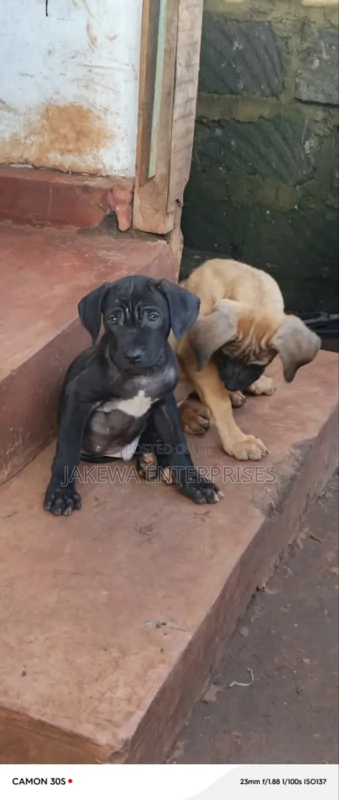 1-3 months Male Purebred Boerboel