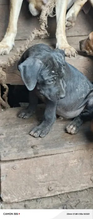 1-3 months Male Purebred Boerboel