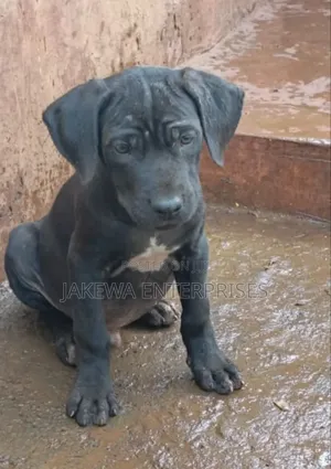 1-3 months Female Purebred Boerboel