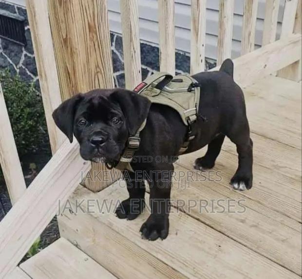 1-3 months Male Purebred Boerboel