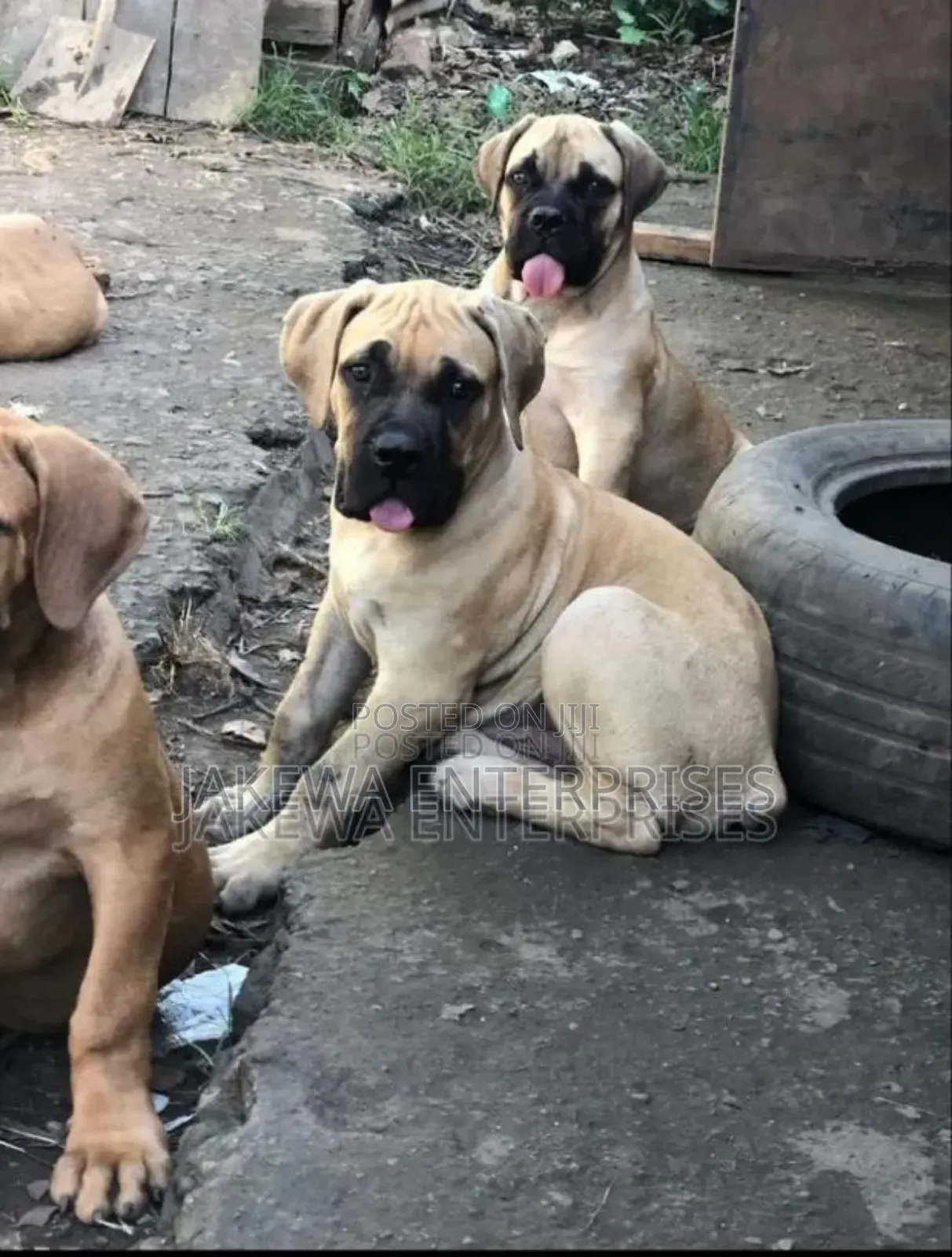 1-3 months Male Purebred Boerboel