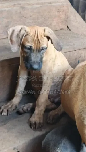 1-3 months Male Purebred Boerboel