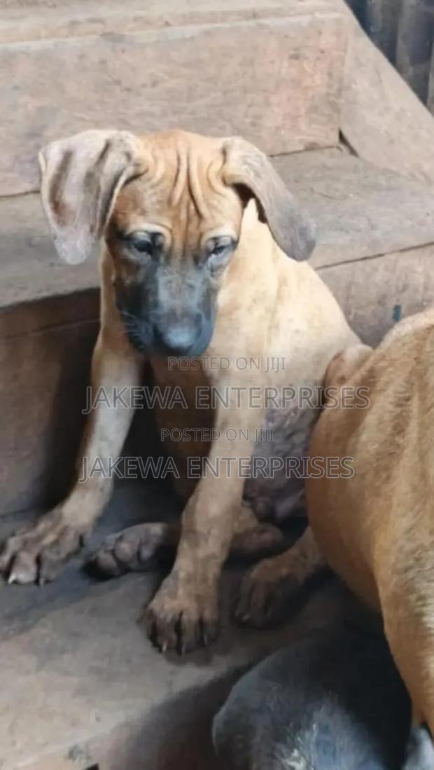 1-3 months Male Purebred Boerboel