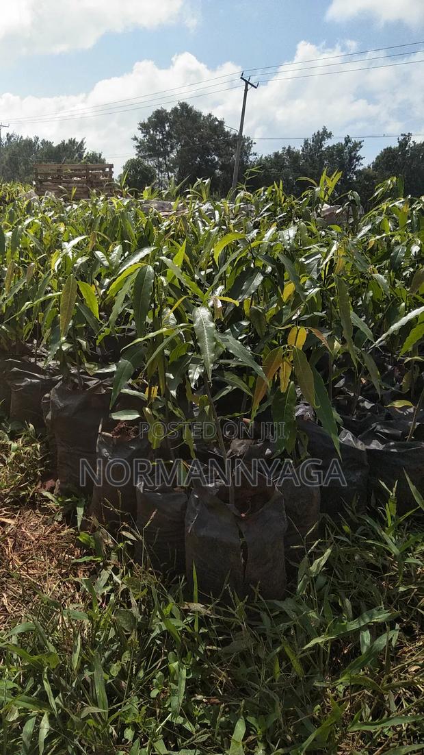 Indian Ashok Seedlings - thumbnail 6