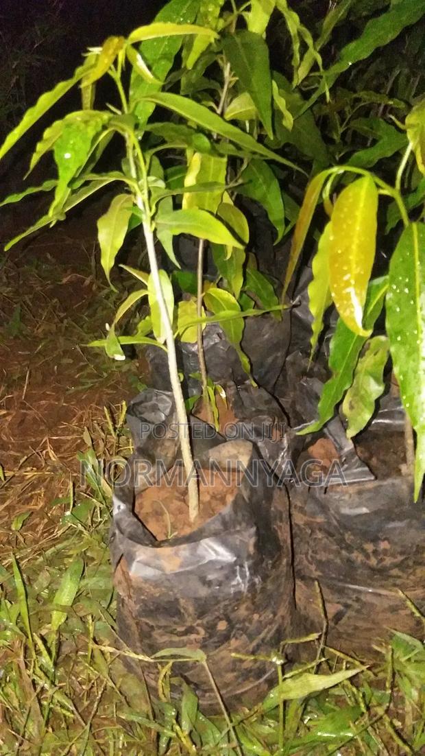 Indian Ashok Seedlings - thumbnail 7