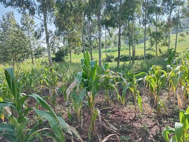 1/2 Acre Rongai at 14m - thumbnail 4