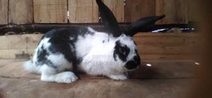 Hi-breed Rabbits For Sale! - main view