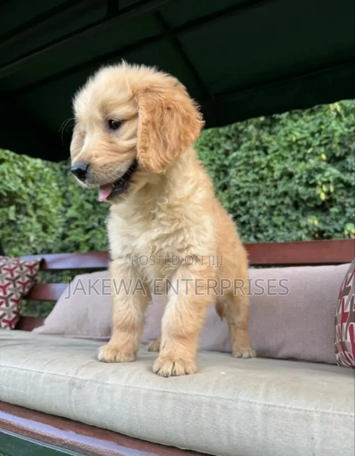 1-3 months Male Purebred Golden Retriever