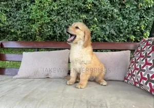1-3 months Female Purebred Golden Retriever
