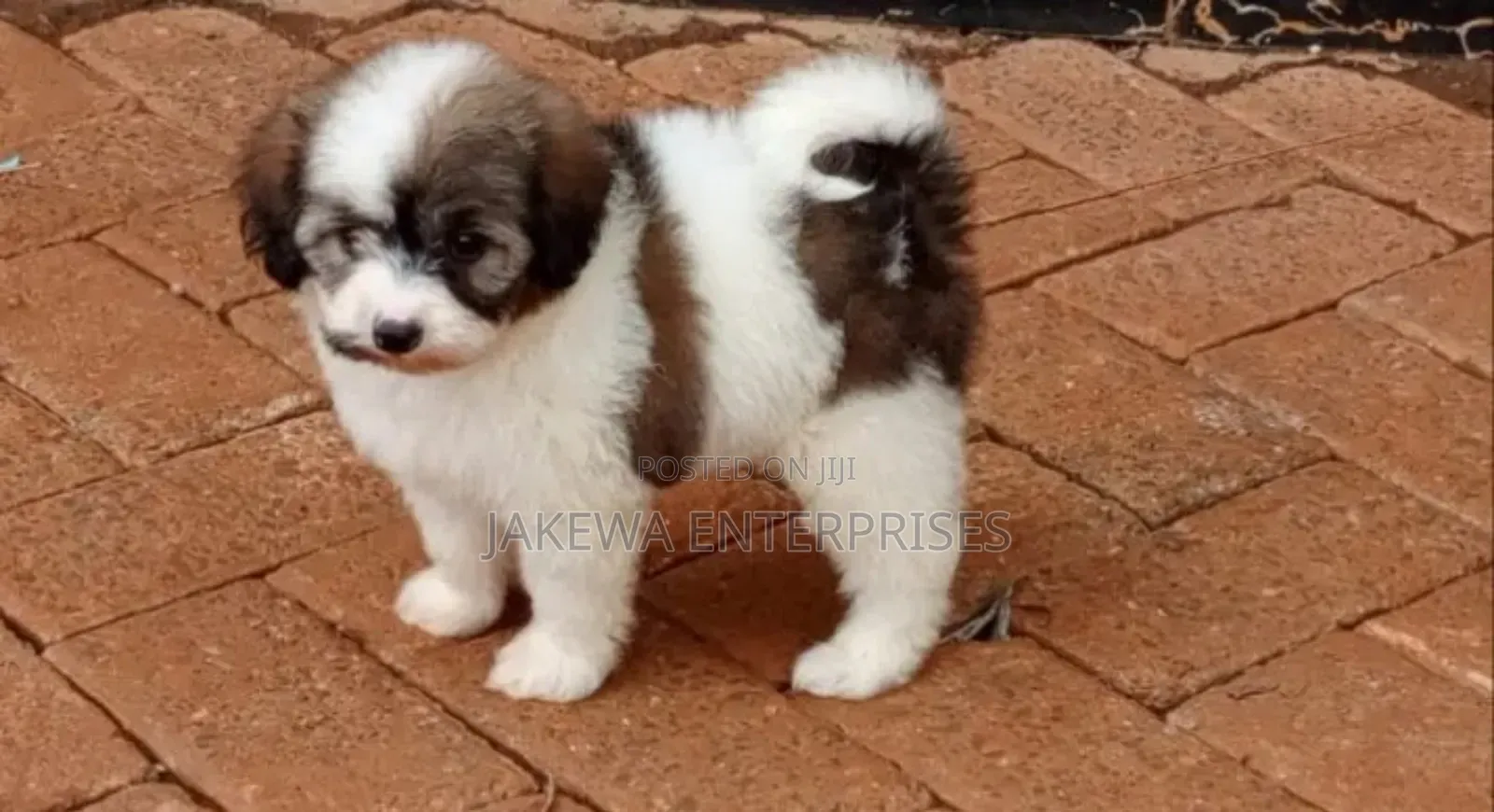 1-3 months Male Purebred Havanese