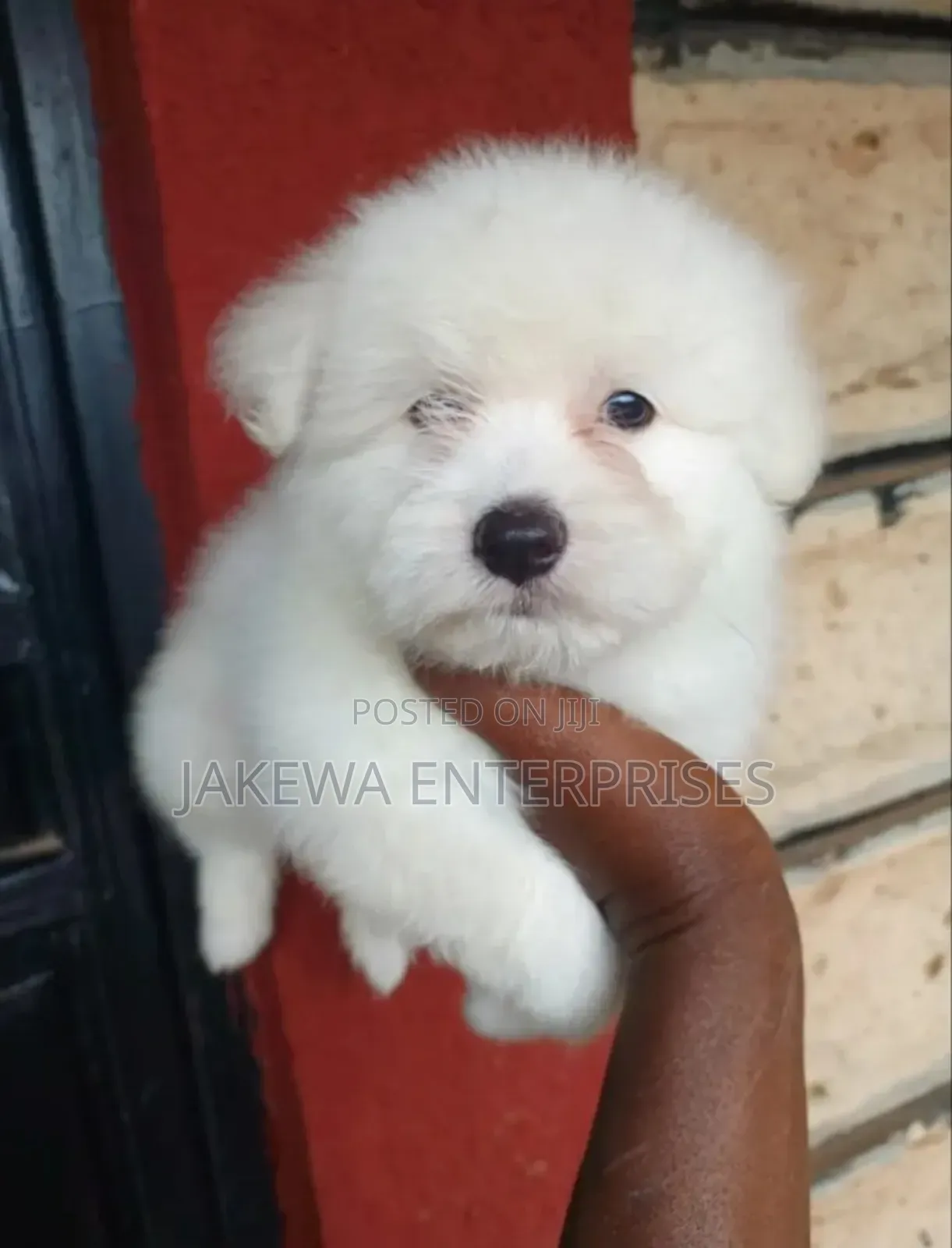 1-3 months Male Purebred Havanese