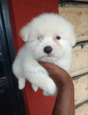 1-3 months Male Purebred Havanese