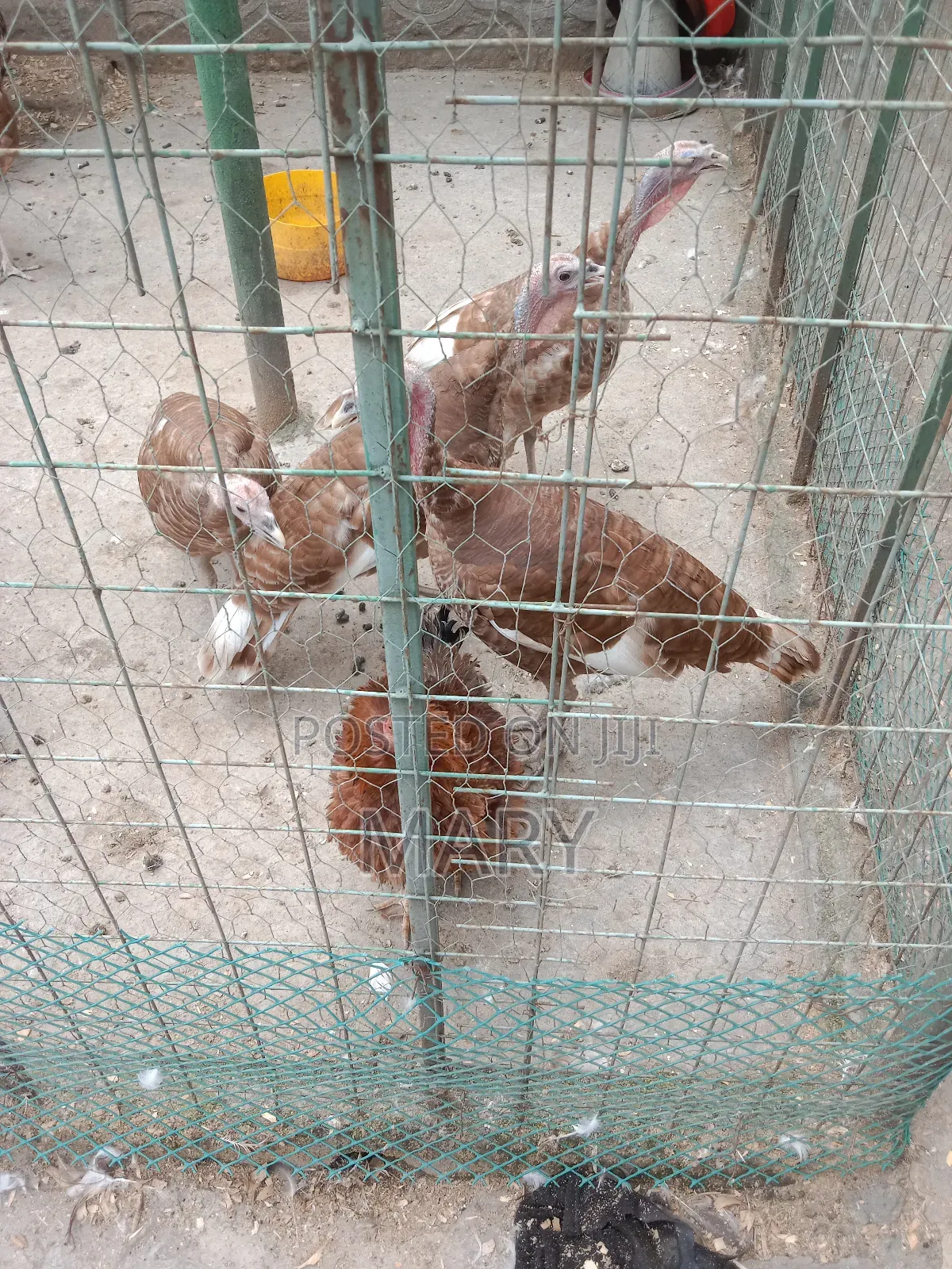 Redbourne Poults Available at 2500shs at 2mnths
