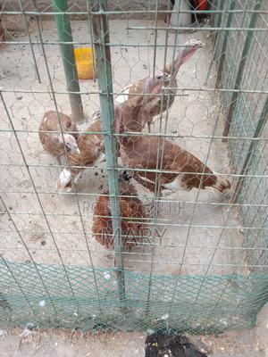 Redbourne Poults Available at 2500shs at 2mnths - thumbnail 2