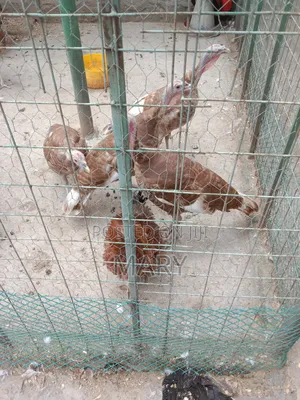 Redbourne Poults Available at 2500shs at 2mnths